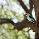 Woodland Kingfisher